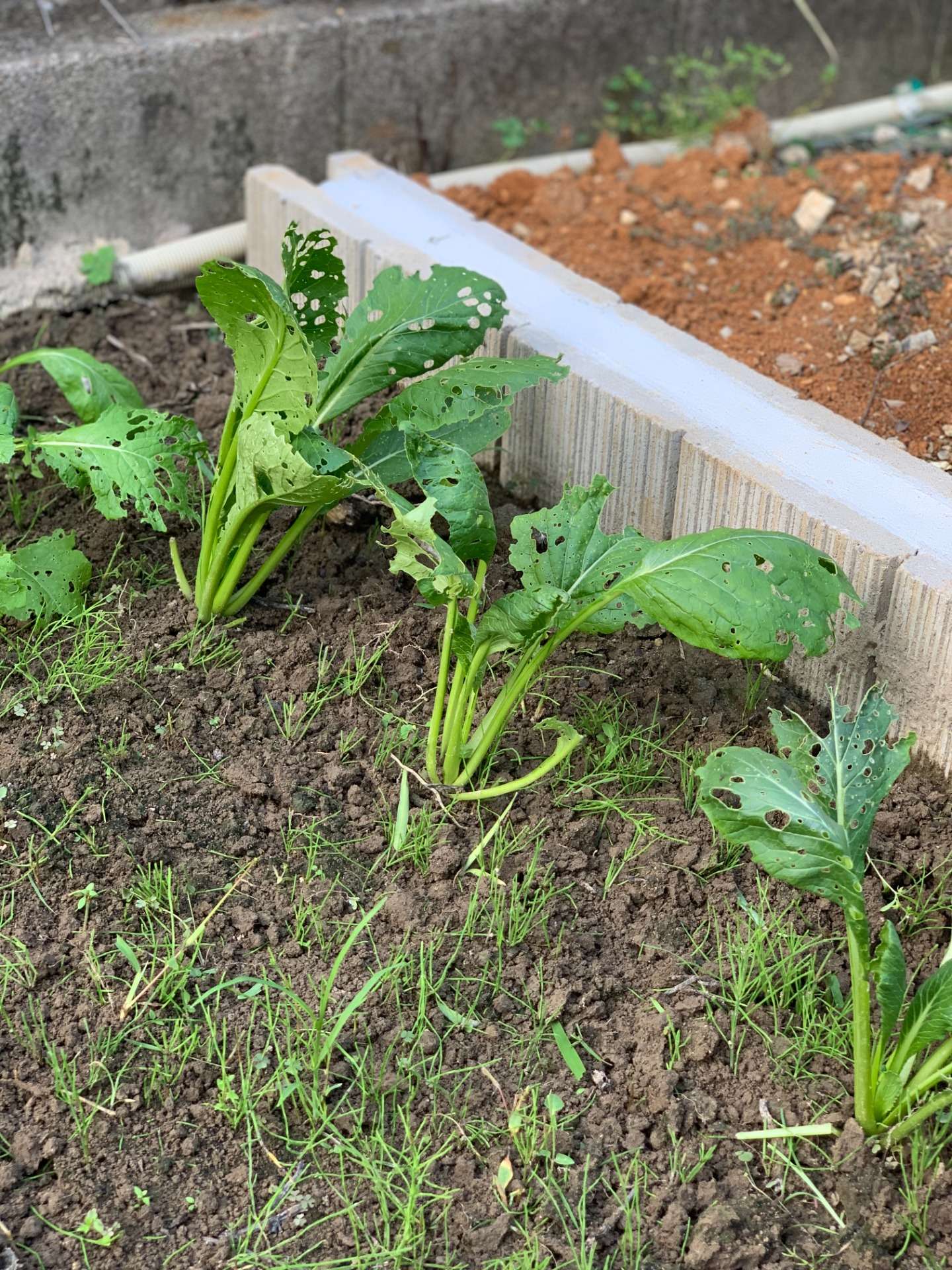 花壇のその後③